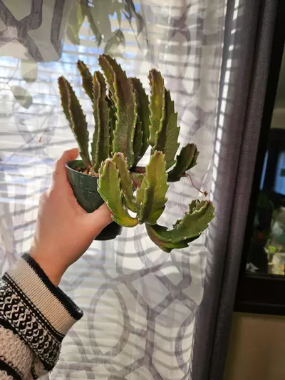 plant/Stapelia Gigantea Stinky Flower-3-thumbnail
