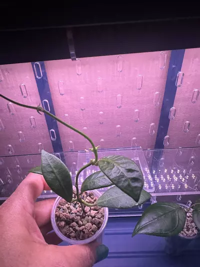 plant/Hoya apoensis starter in Pon-0-thumbnail