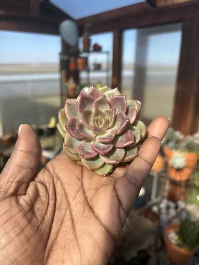 plant/Echeveria violet cheese-0-thumbnail