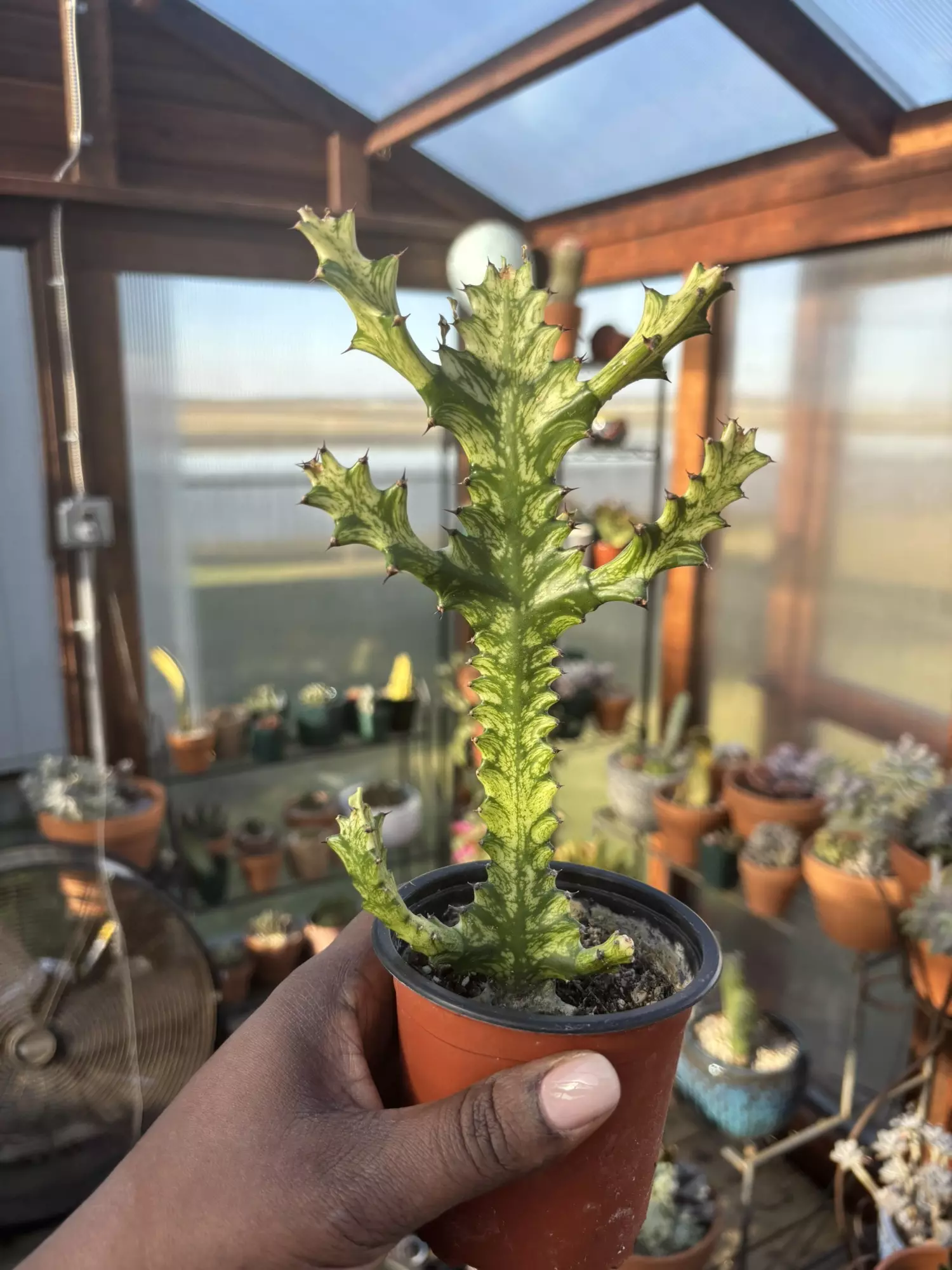 plant/Euphorbia mint cream-0