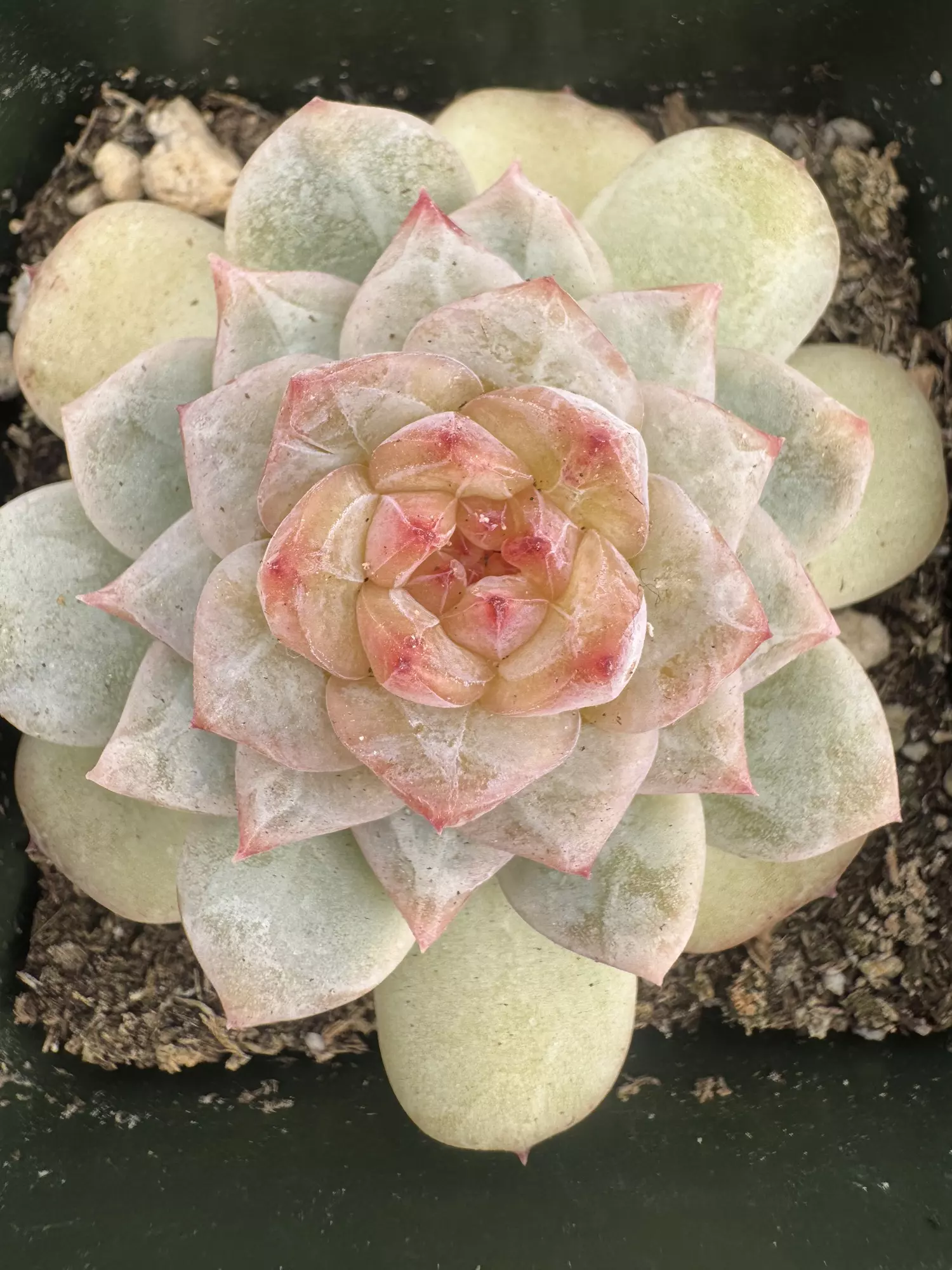 plant/4’ E blosho-1