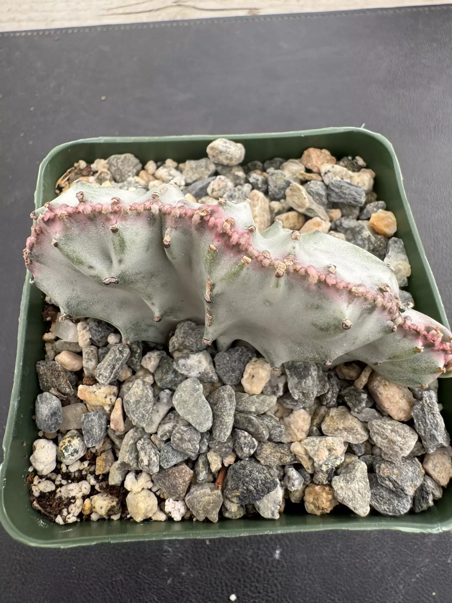 plant/4’ Euphorbia lactea ghost crest-2