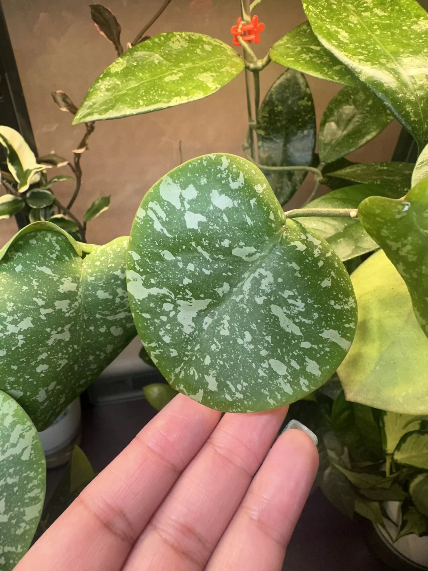 plant/Hoya WRX 103-102-2