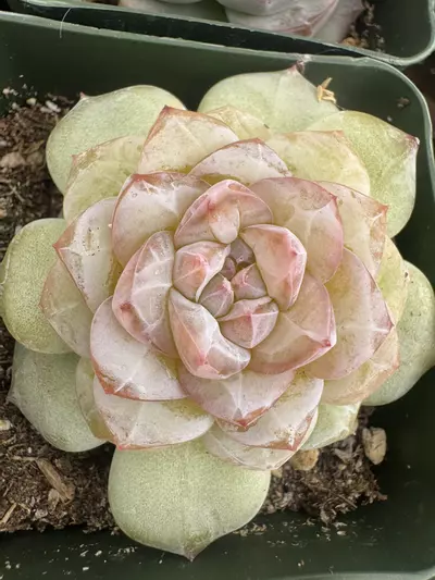 plant/4’ E Anda-0-thumbnail