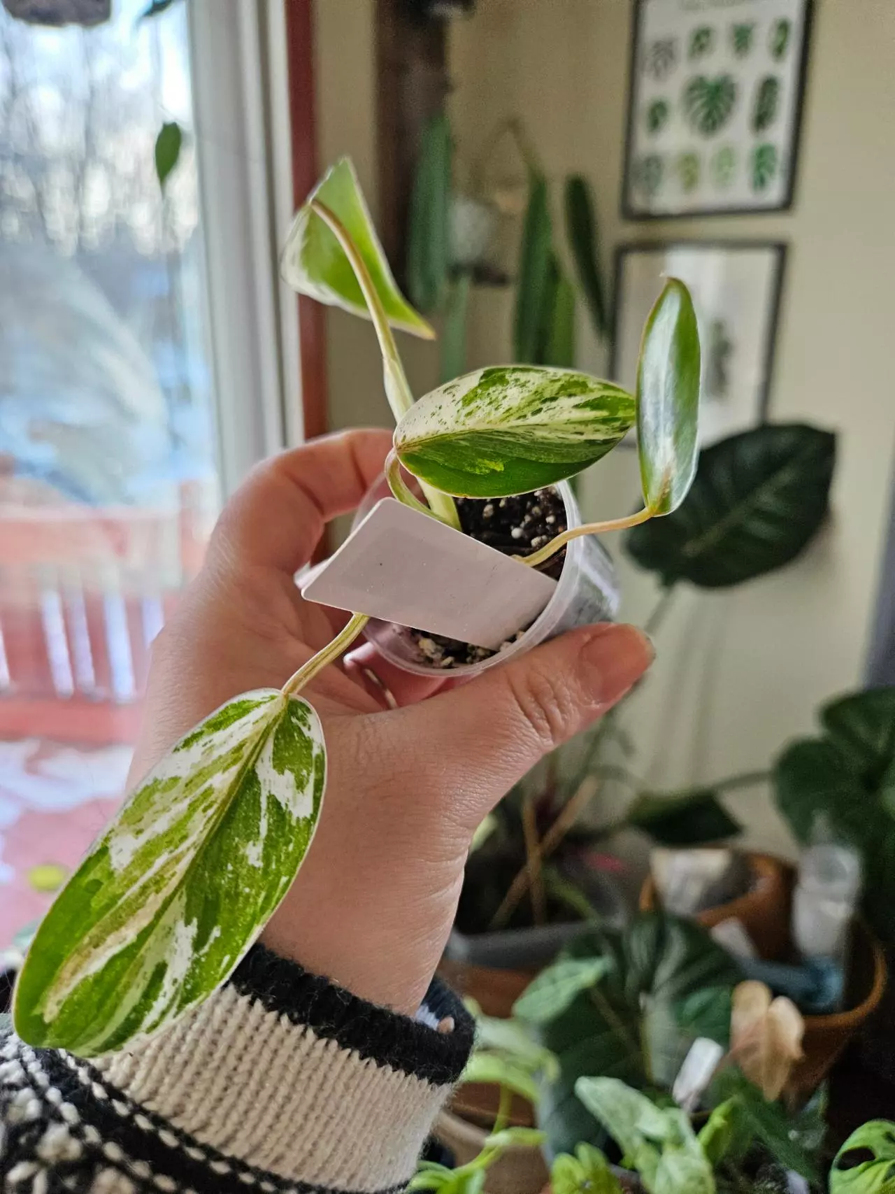 plant/Philodendron emerald king-0