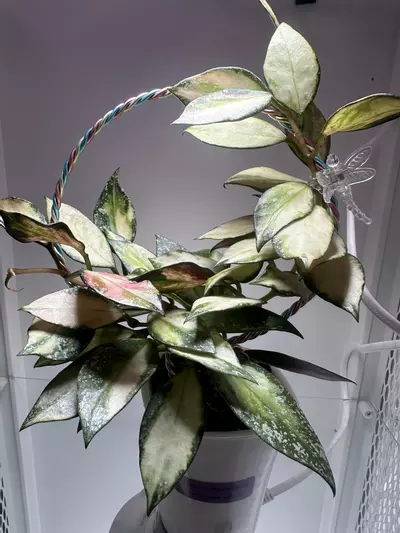 plant/Cutting only Hoya nabawanensis variegated-0-thumbnail