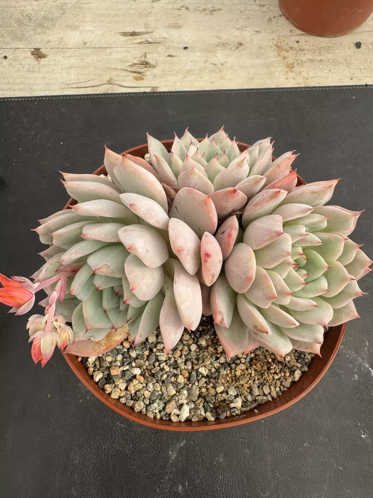 plant/6’ E Kirki-0