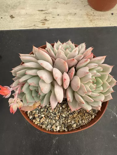 plant/6’ E Kirki-0-thumbnail