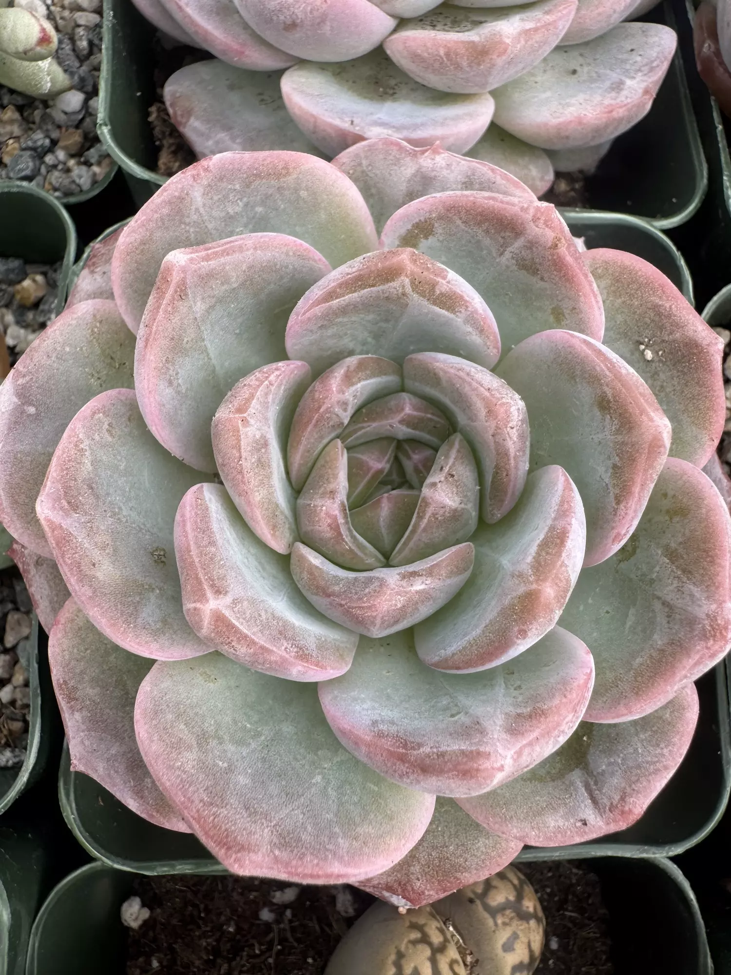 plant/4’ E purpusa-1