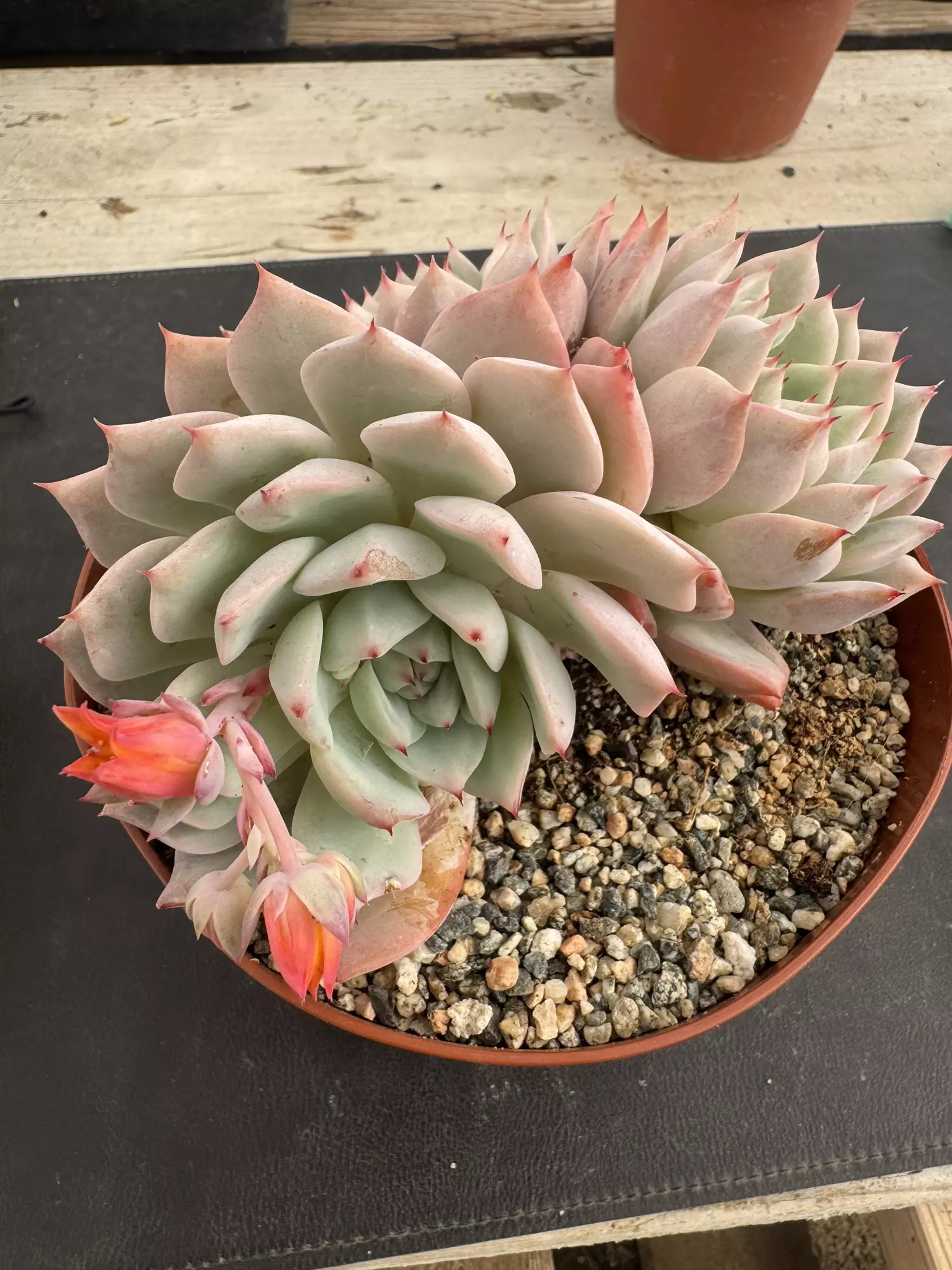 plant/6’ E Kirki-1