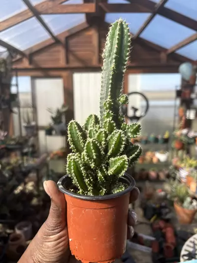 plant/Fairy castle cactus-0-thumbnail