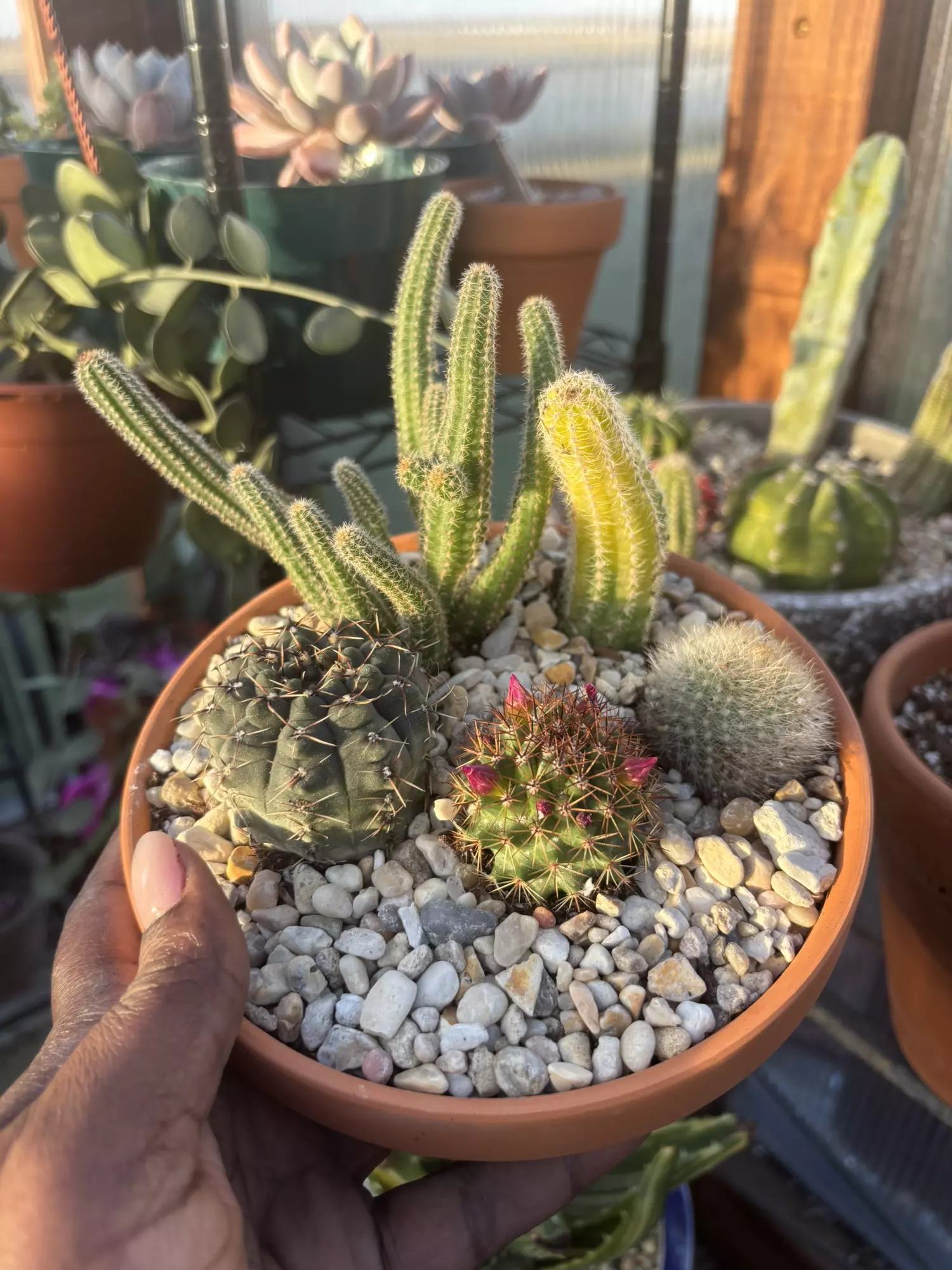 plant/Mini cactus gardens!-0