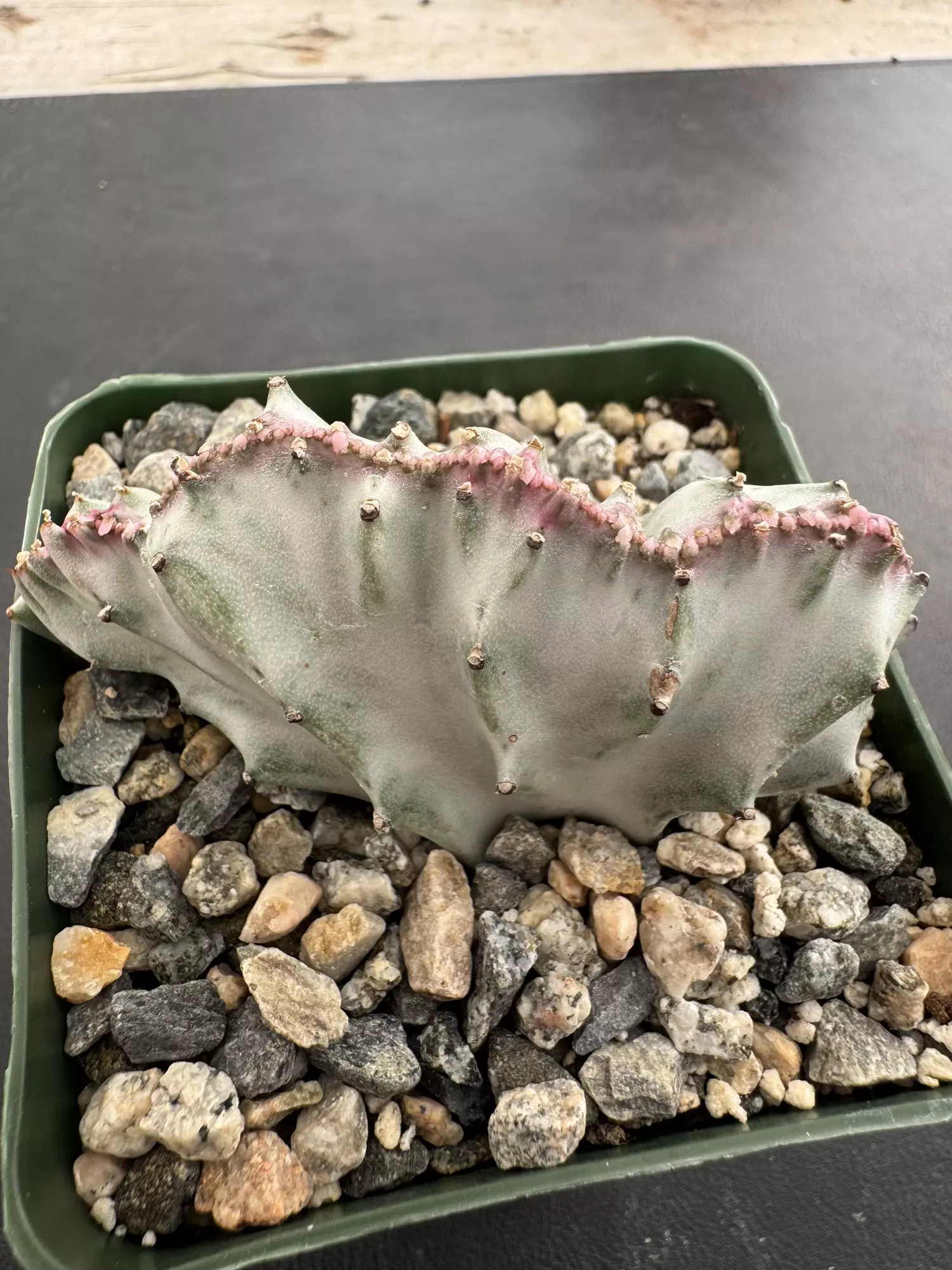 plant/4’ Euphorbia lactea ghost crest-0