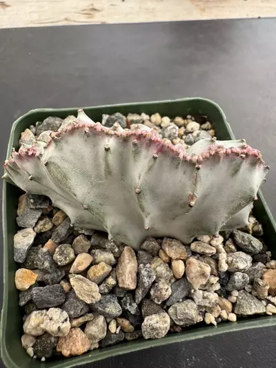 plant/4’ Euphorbia lactea ghost crest-0-thumbnail