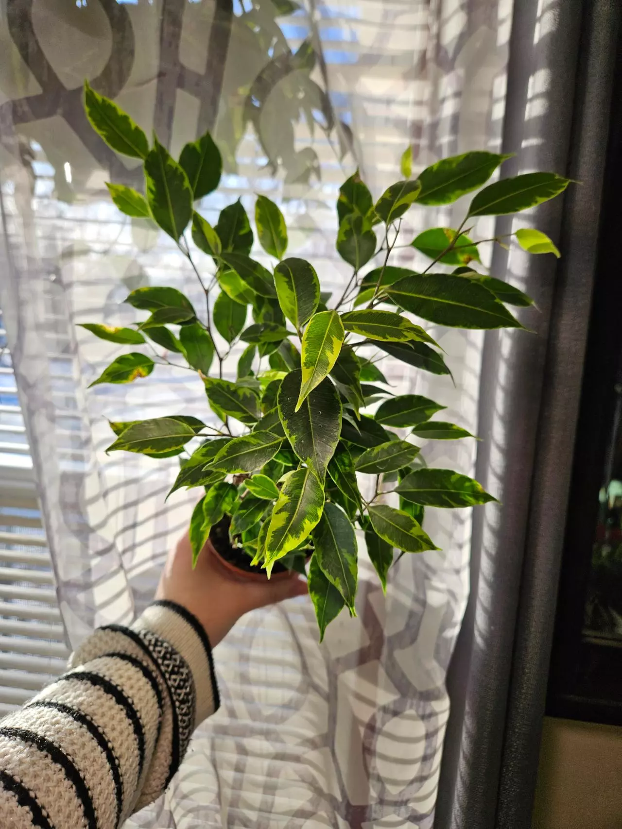 plant/Ficus benjamina Anastasia [aurea verigation]-0