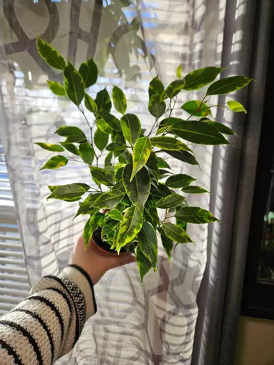 plant/Ficus benjamina Anastasia [aurea verigation]-0-thumbnail