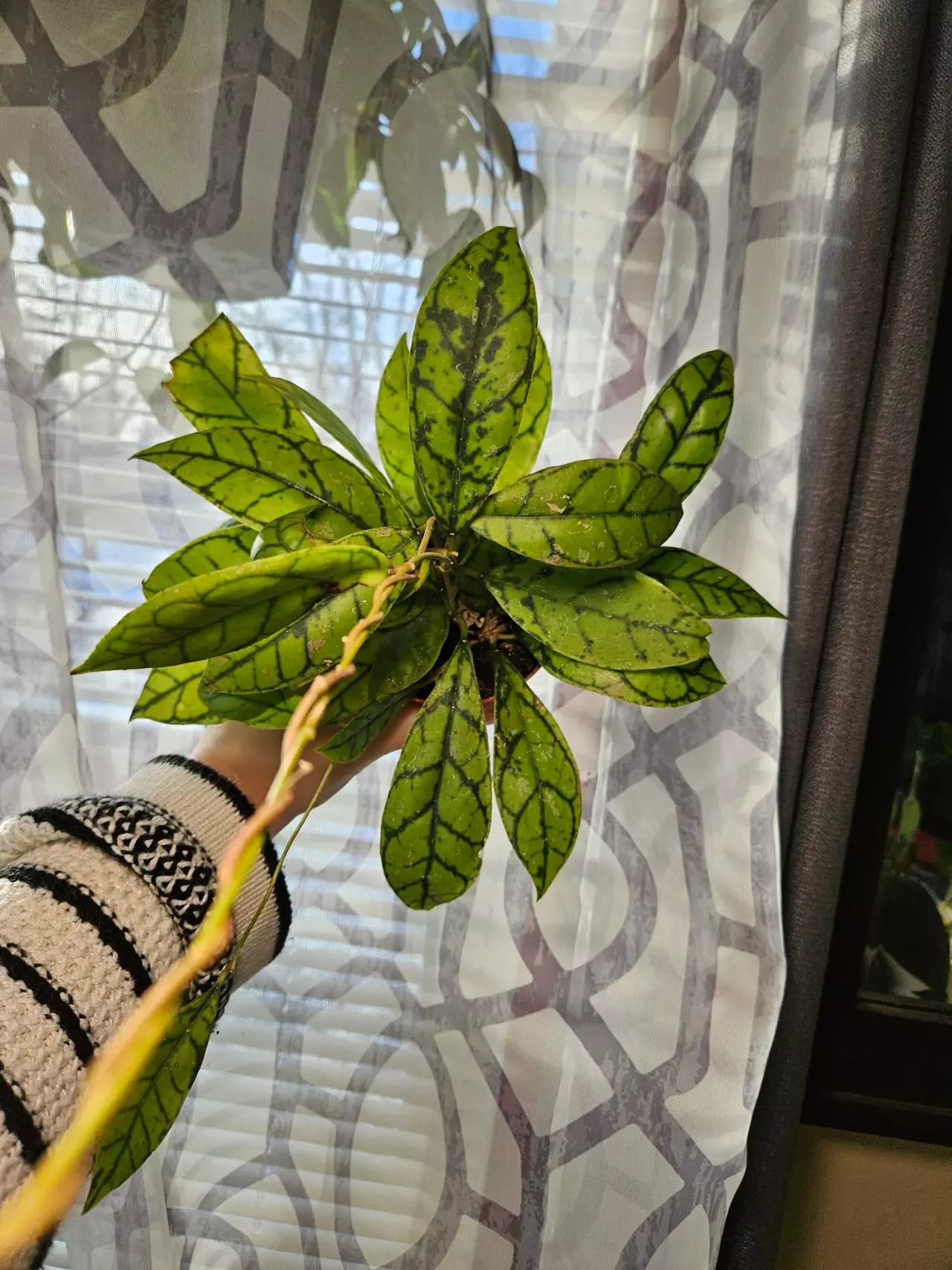 plant/Hoya callistophyla black cat-1