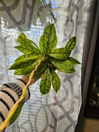 plant/Hoya callistophyla black cat-1-thumbnail