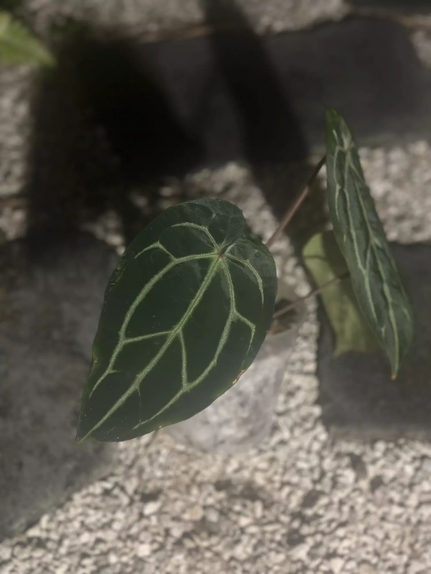 plant/Carlablackiae unknown origin-1