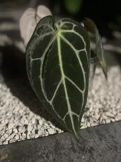 plant/BW/Michelle x self-2-thumbnail