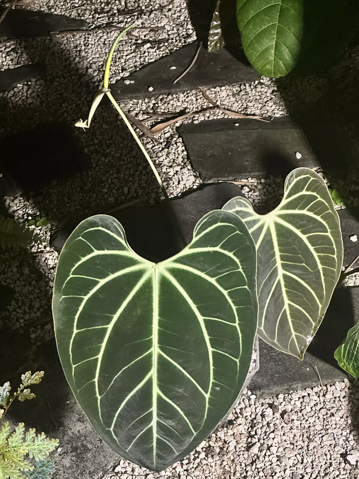 plant/Select Besseae aff wide sinus flowering (large and in charge)-3