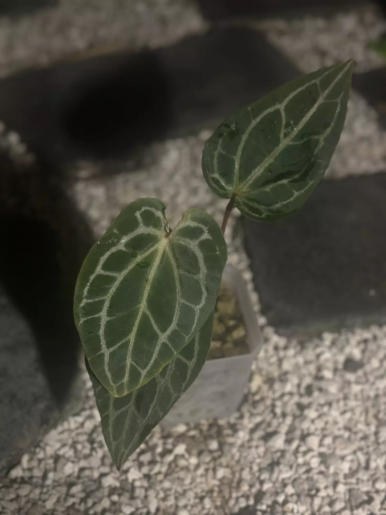 plant/HB. Mag x BW/Michelle-2