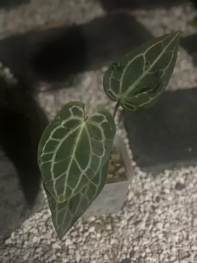 plant/HB. Mag x BW/Michelle-2-thumbnail