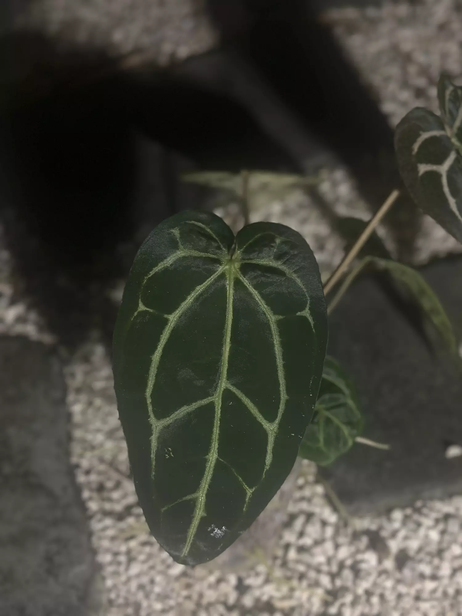 plant/Carlablackiae unknown origin-1