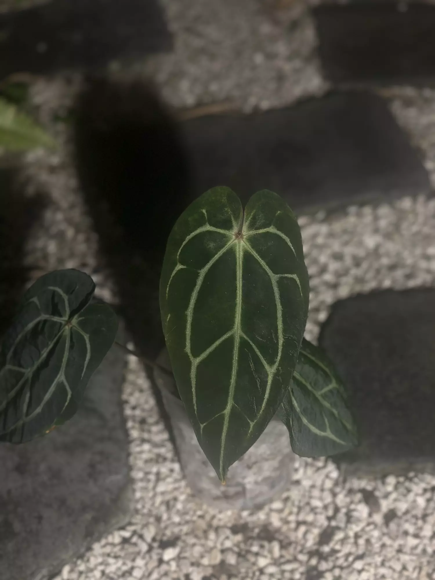 plant/Carlablackiae unknown origin-0