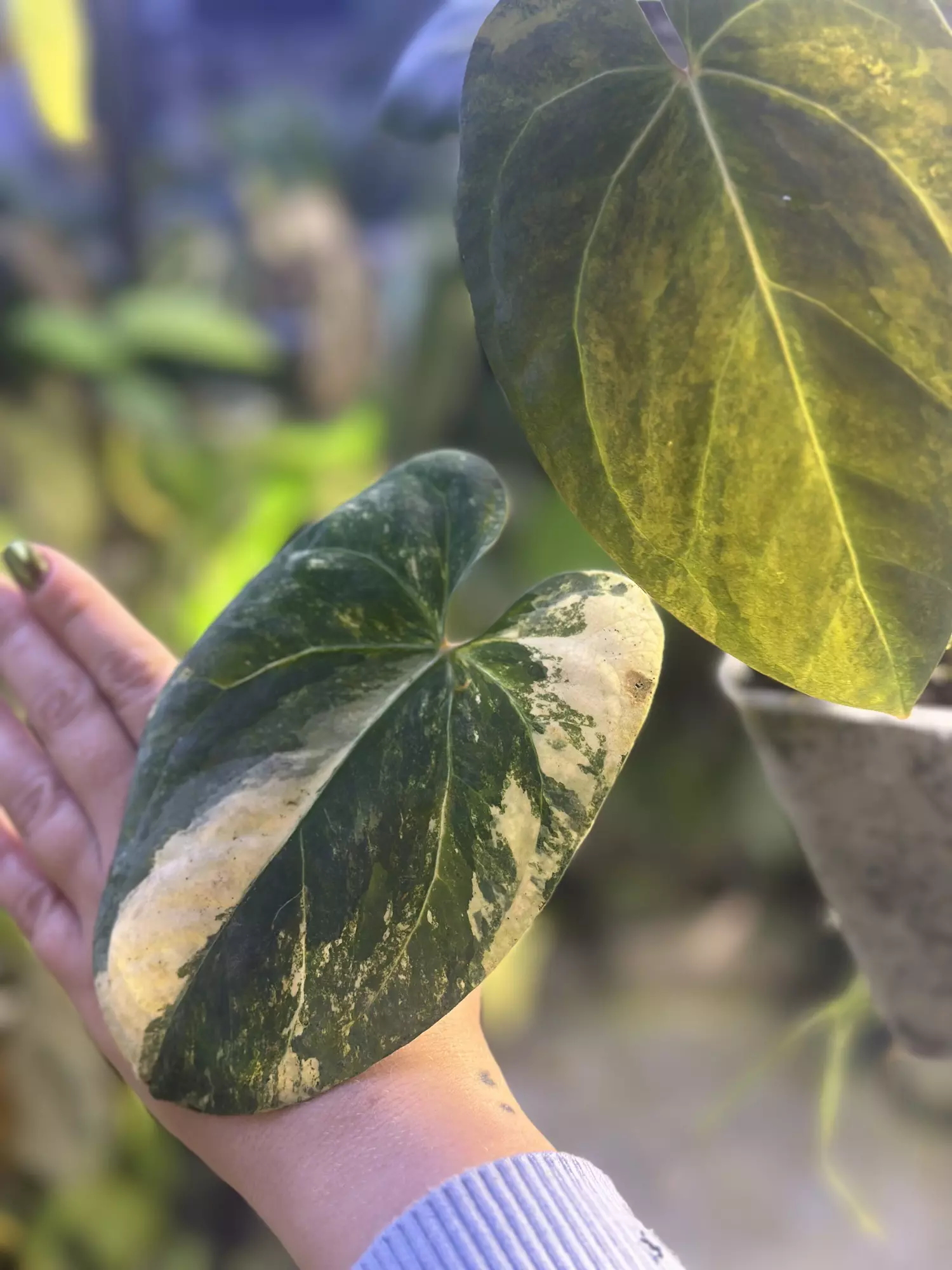 plant/Pap x Dorito port variegated rooted top cut-4