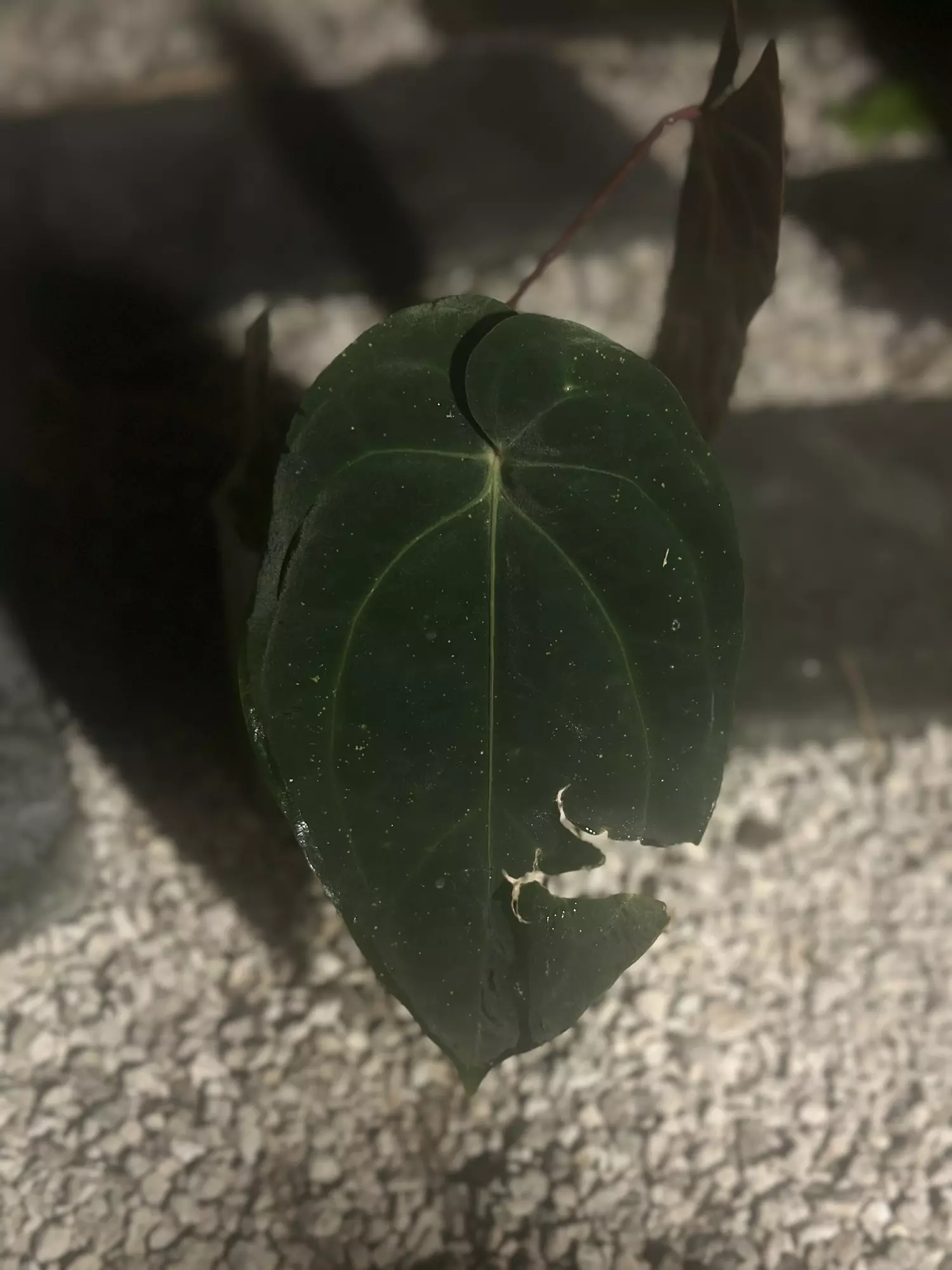 plant/BVEP x Avium/Red Crystal-1