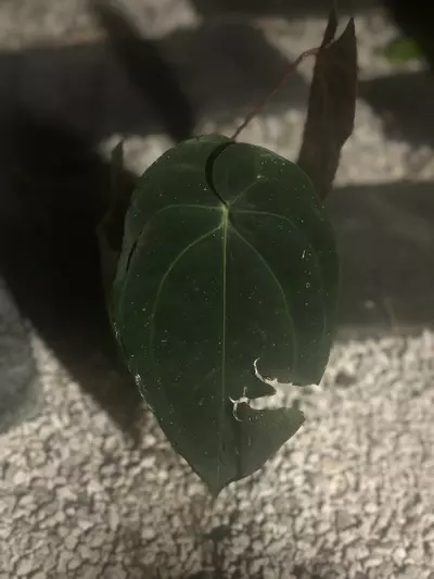 plant/BVEP x Avium/Red Crystal-1-thumbnail