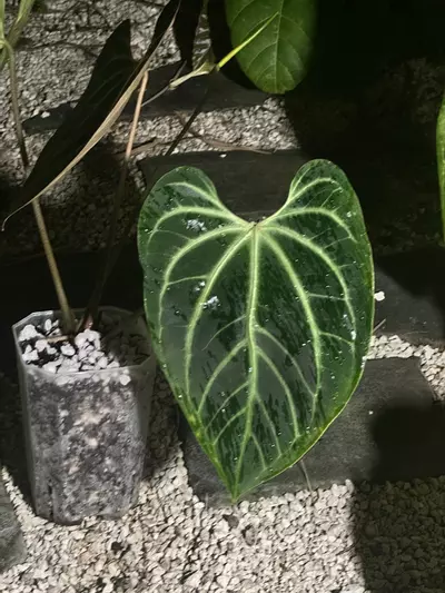 plant/Select Besseae aff wide sinus flowering (large and in charge)-2-thumbnail