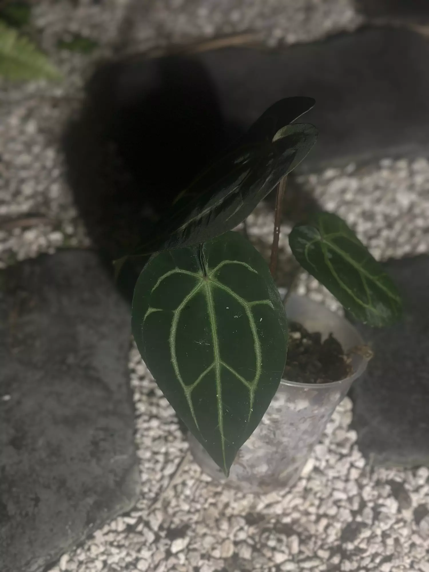 plant/Carlablackiae unknown origin-2