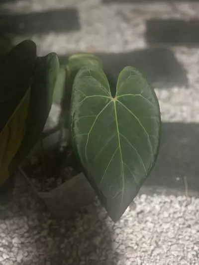 plant/Pap x Dorito port variegated rooted top cut-1-thumbnail
