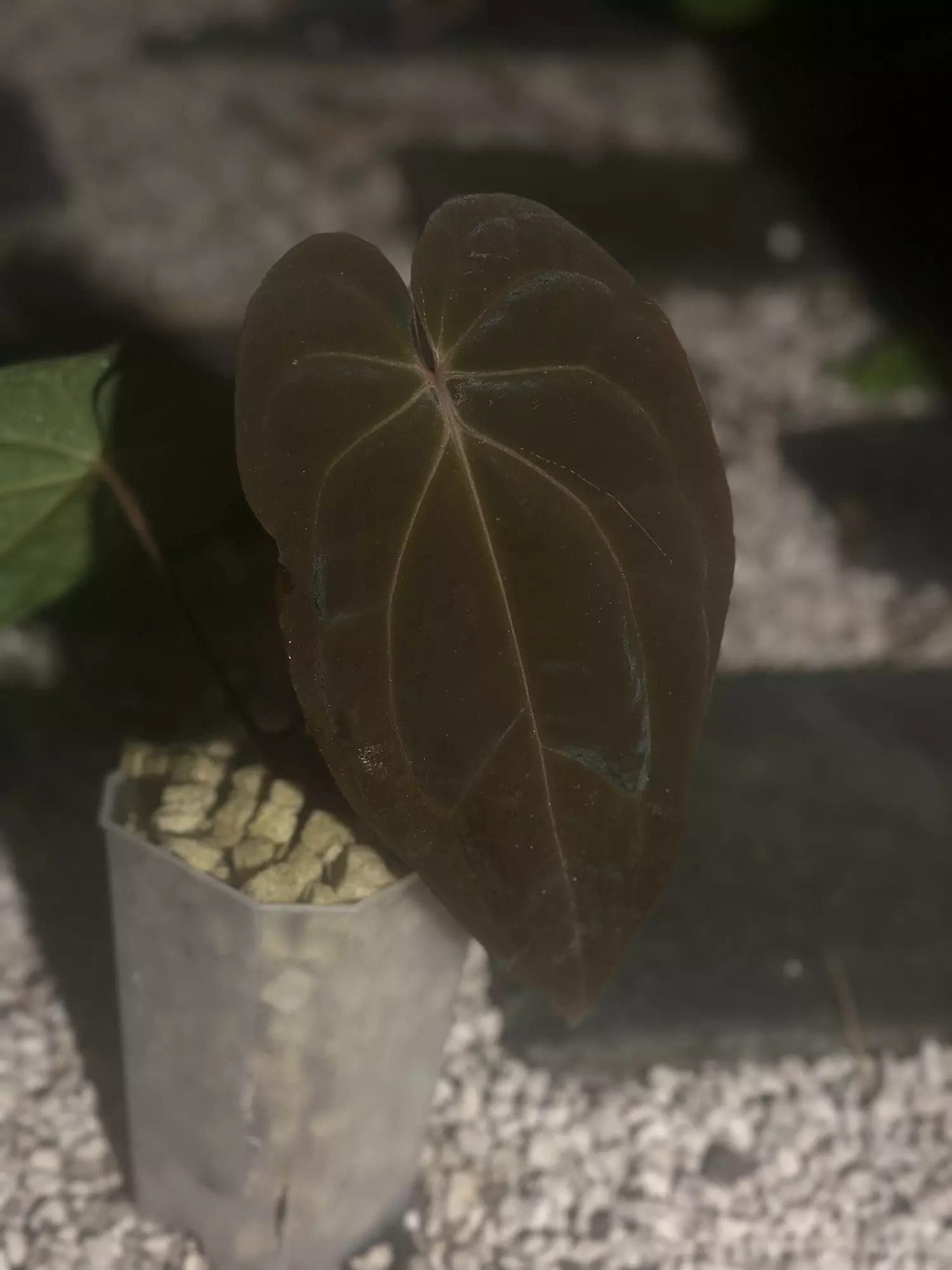 plant/BVEP x Avium/Red Crystal-0