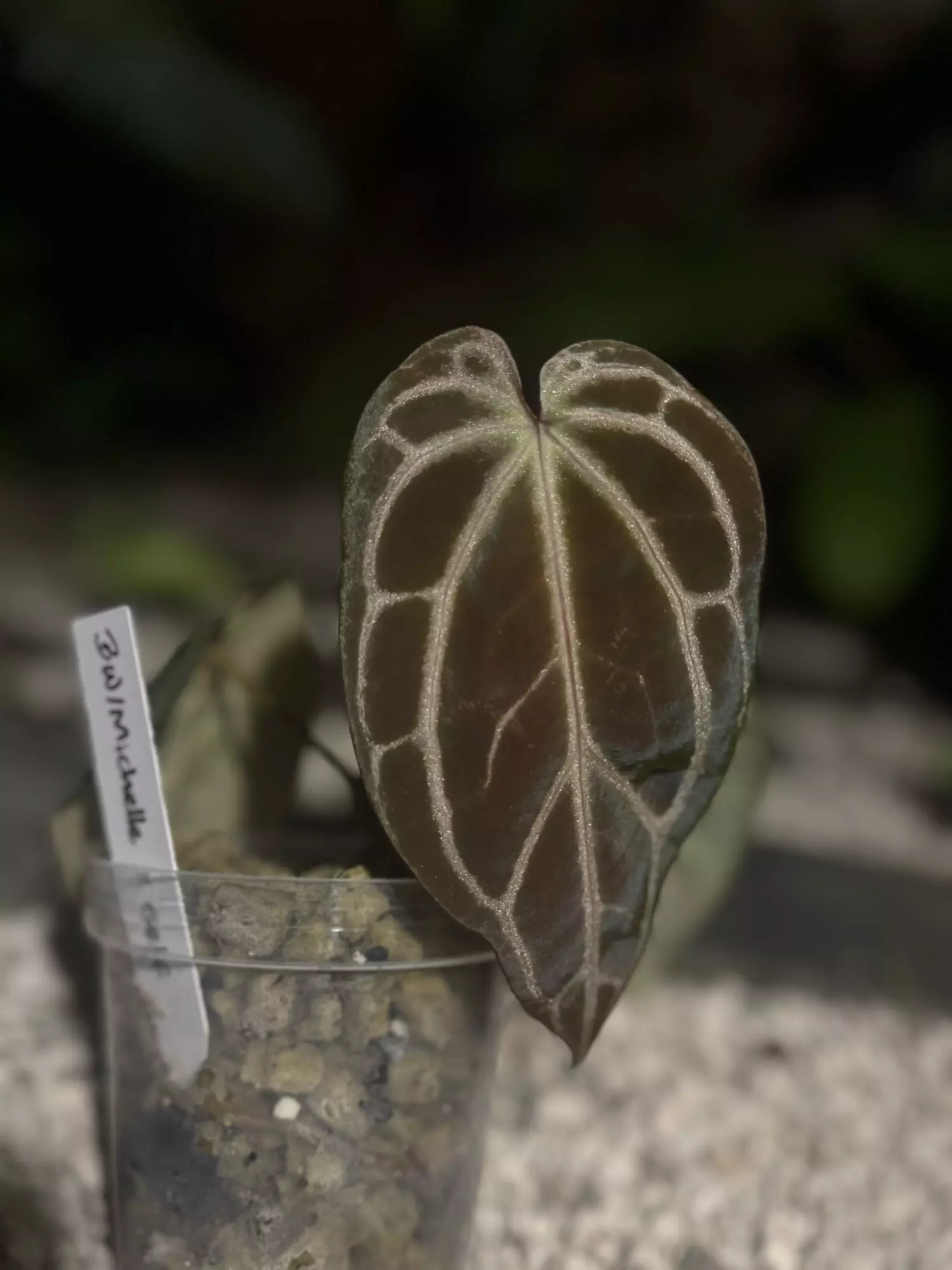 plant/BW/Michelle x self-0