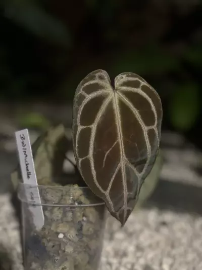 plant/BW/Michelle x self-0-thumbnail