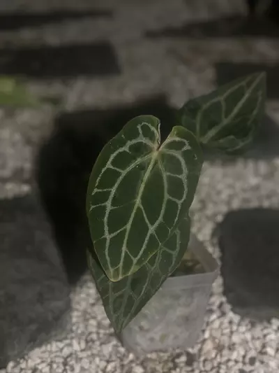 plant/HB. Mag x BW/Michelle-0-thumbnail