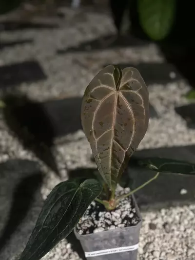 plant/AOS/Pap x Griege/Red Crystal SELECT-0-thumbnail