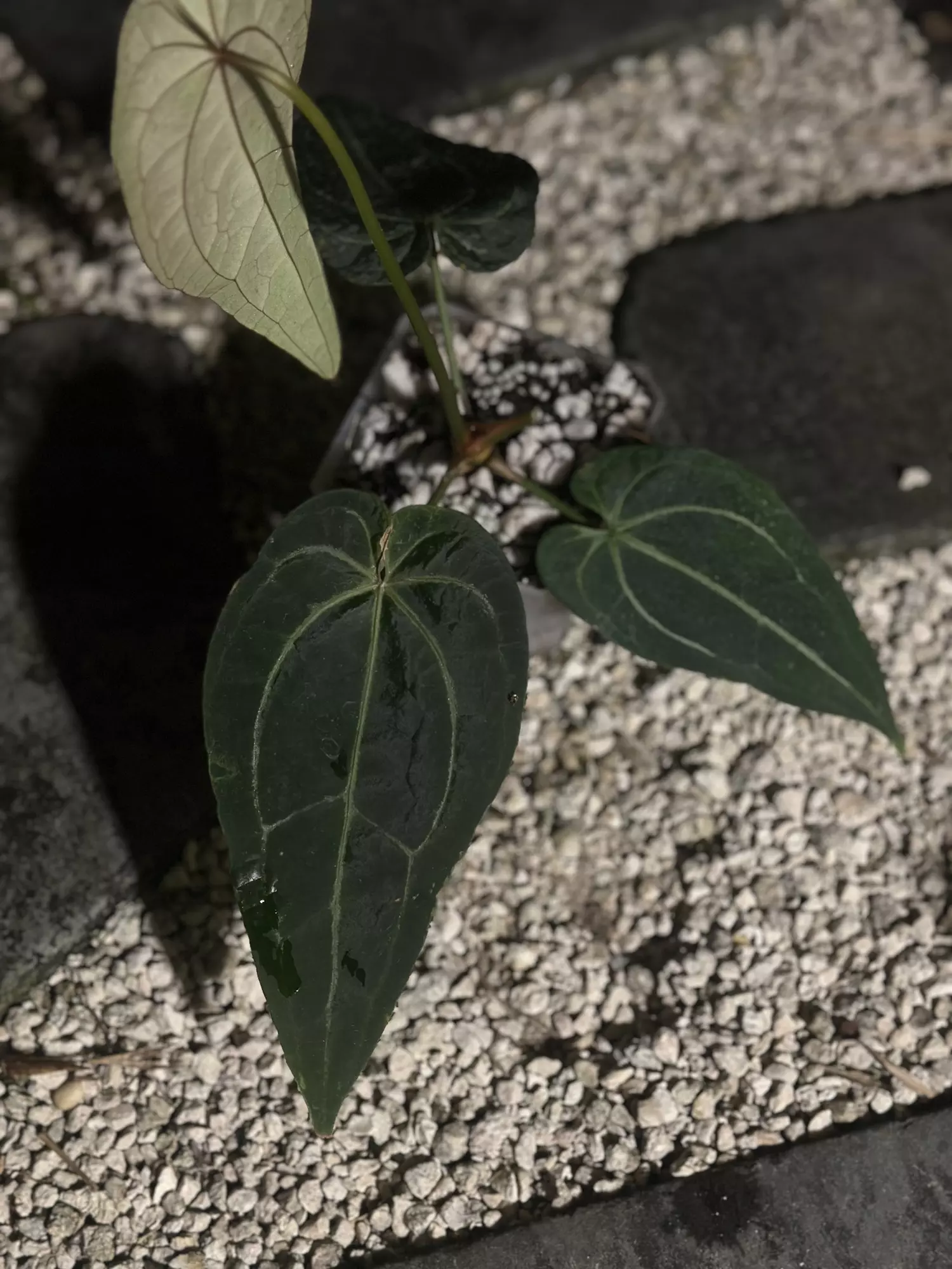 plant/AOS/Pap x Griege/Red Crystal SELECT-2