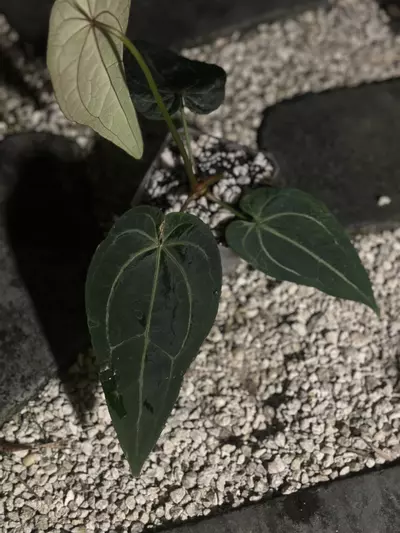 plant/AOS/Pap x Griege/Red Crystal SELECT-2-thumbnail