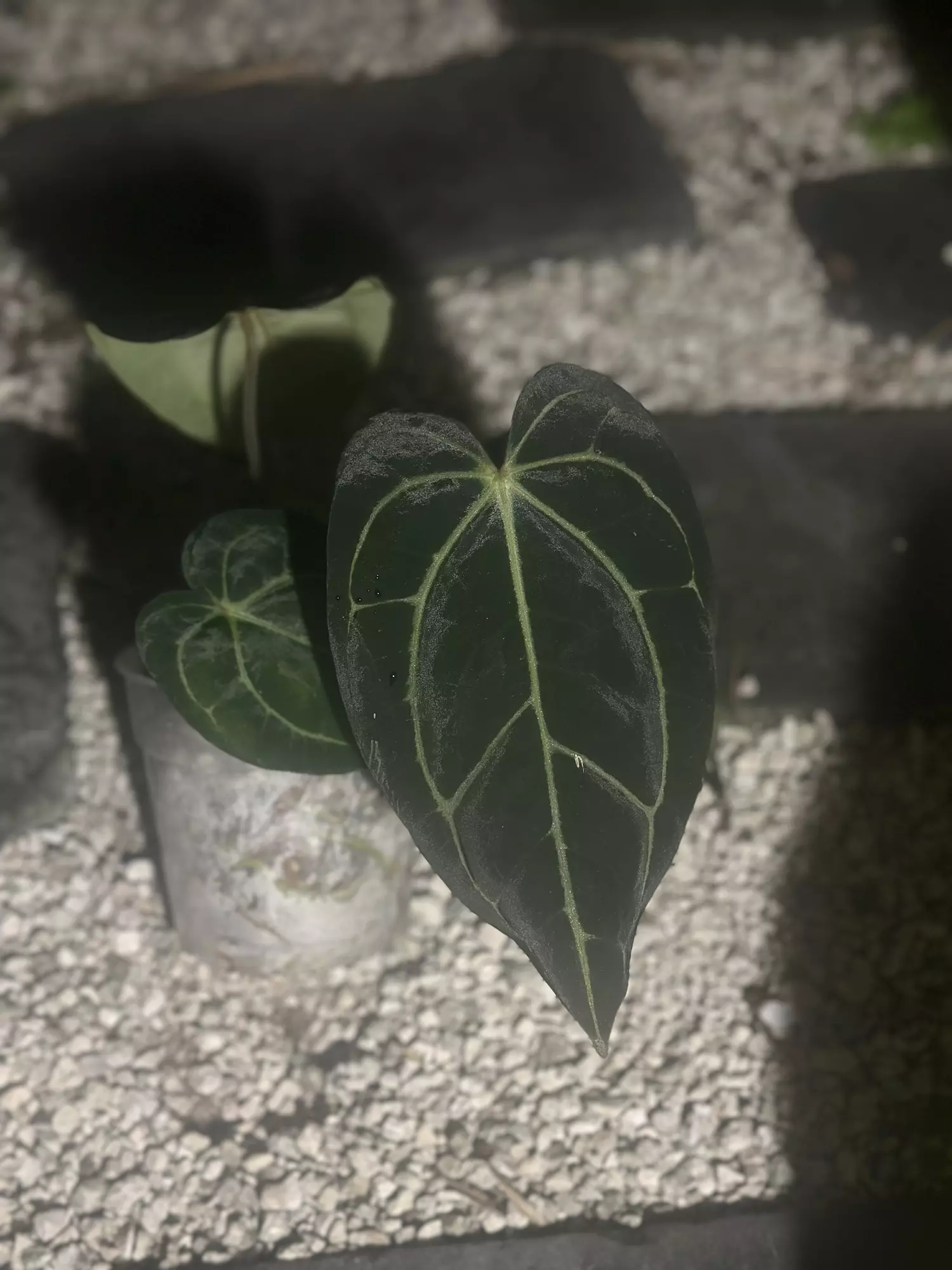 plant/Carlablackiae unknown origin-0