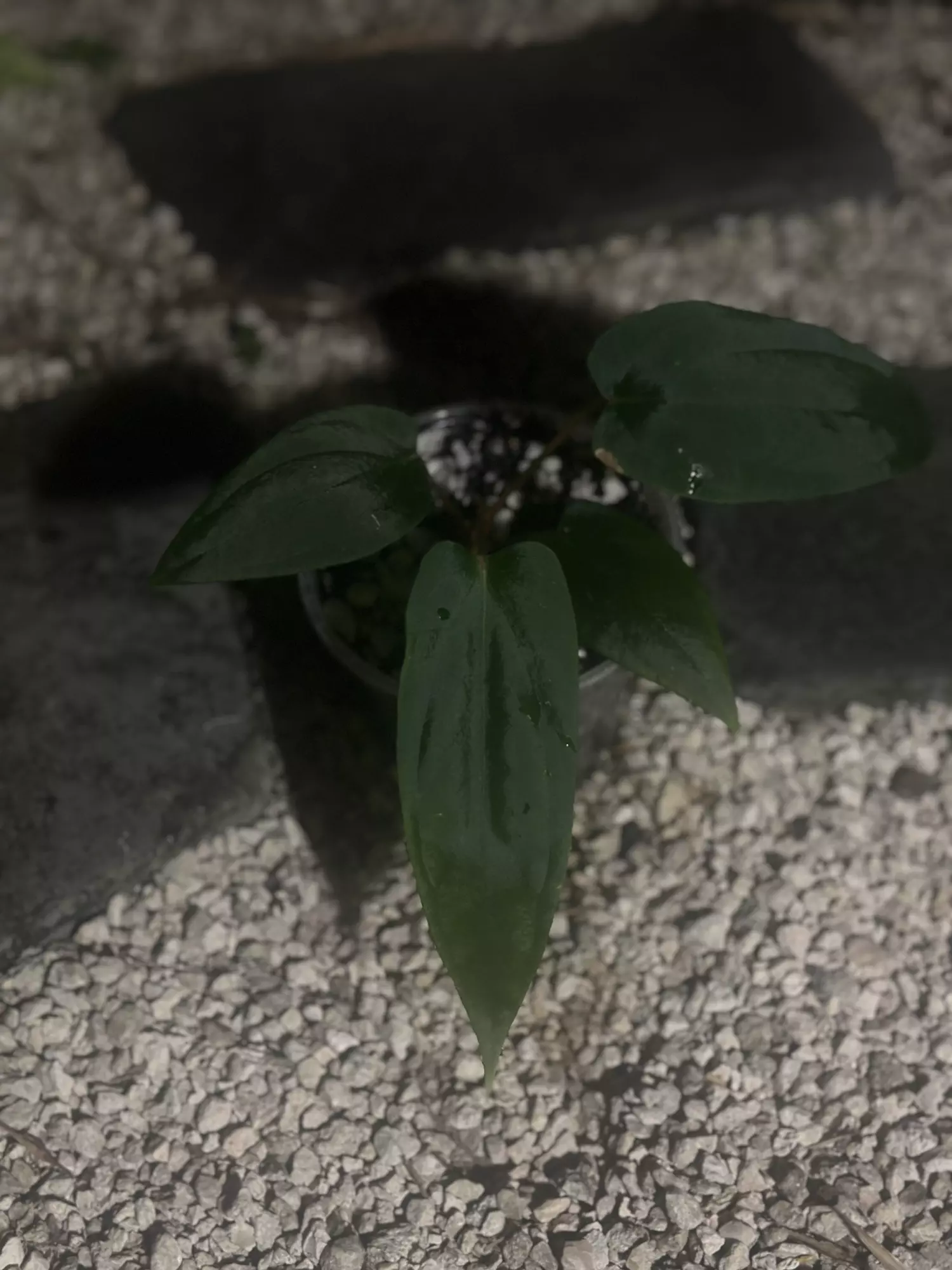 plant/Carla/bess x BVEP-0