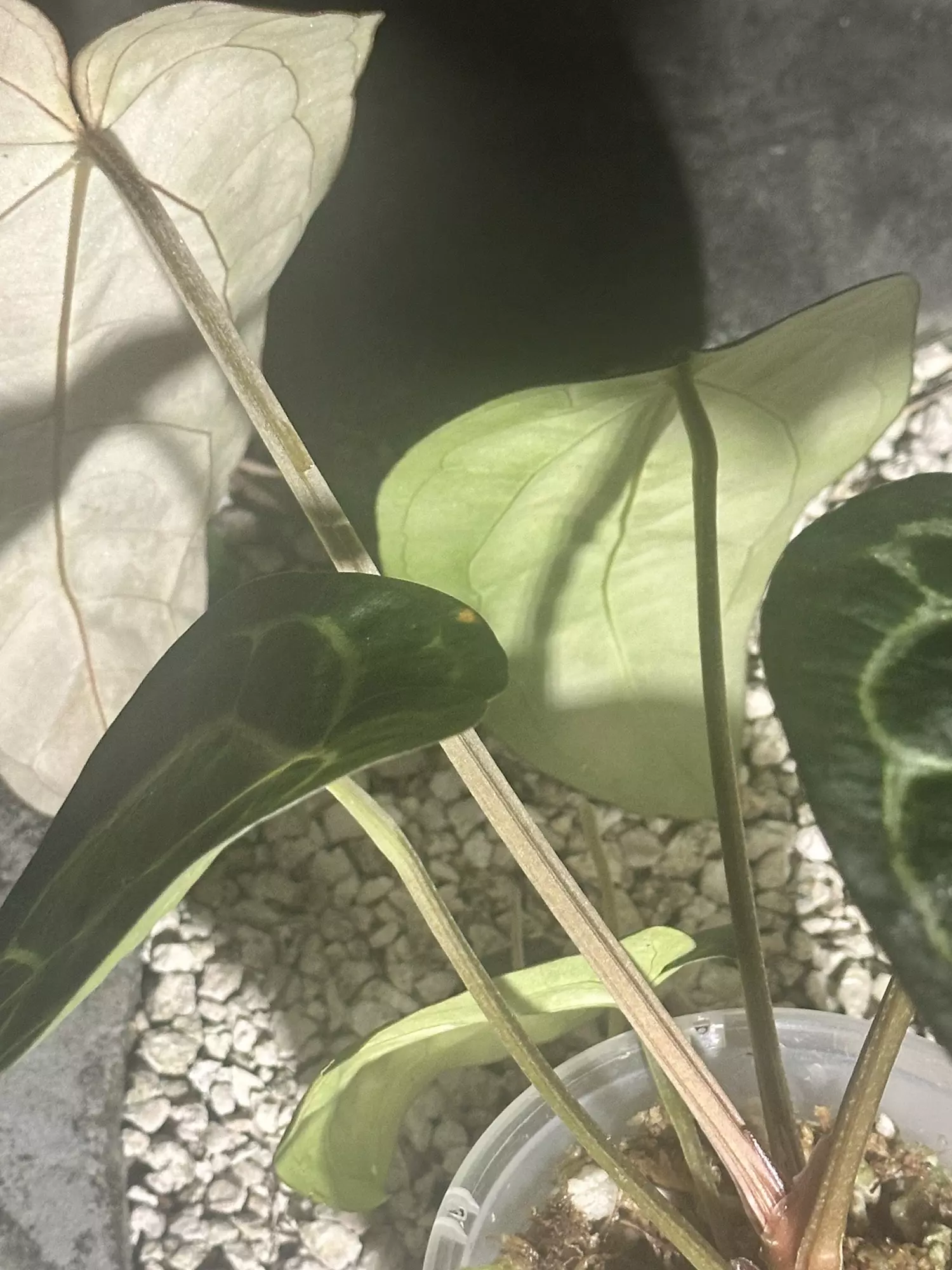 plant/Carlablackiae unknown origin-3