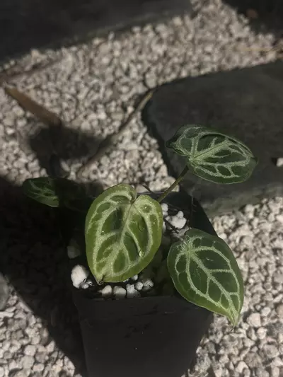 plant/Brielle-1-thumbnail