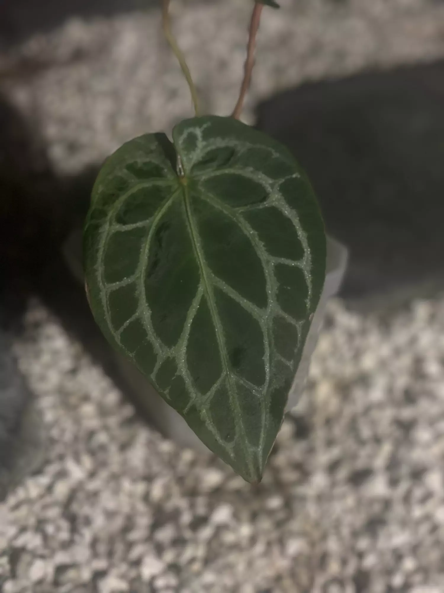 plant/HB. Mag x BW/Michelle-1