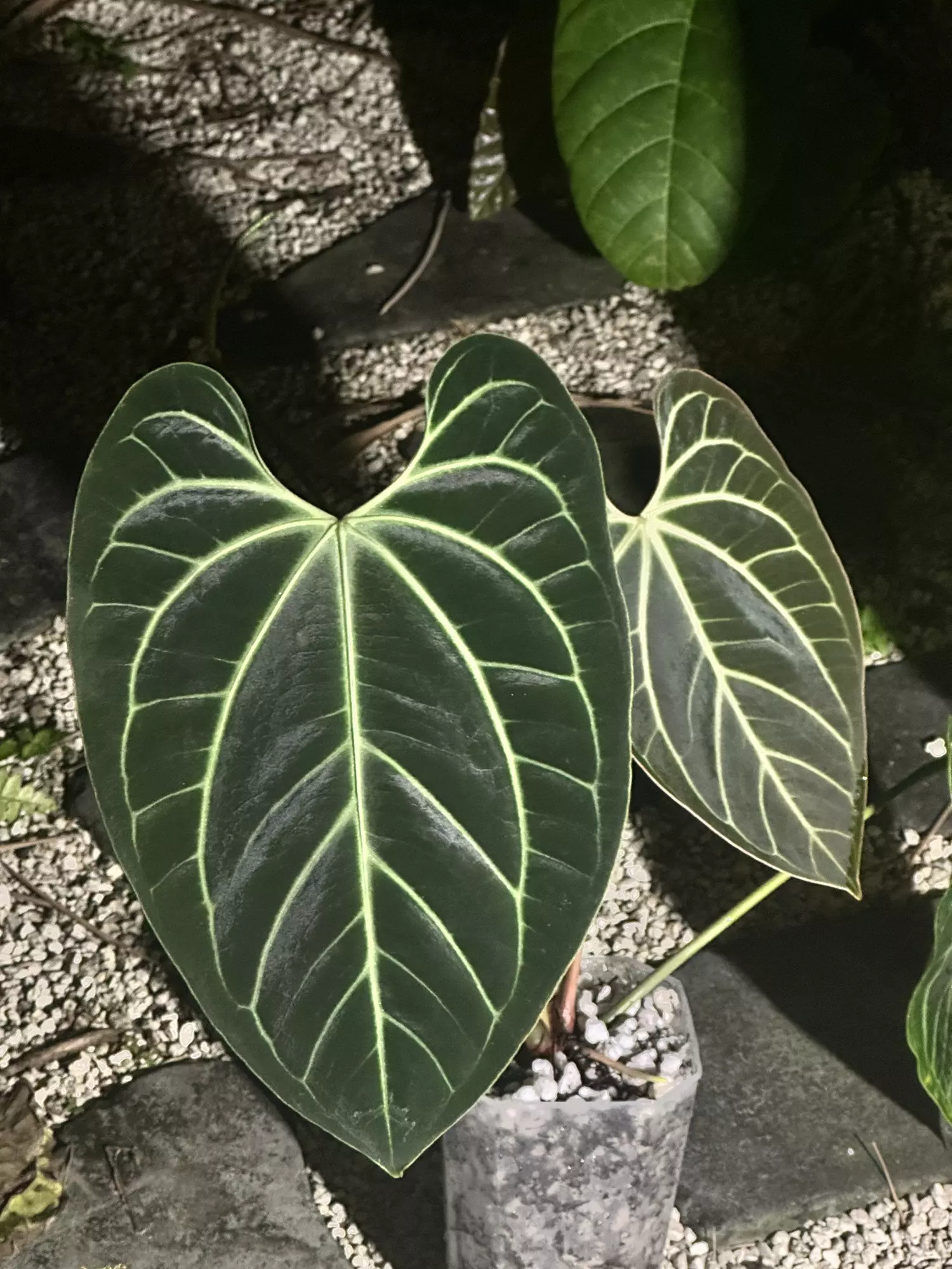 plant/Select Besseae aff wide sinus flowering (large and in charge)-0