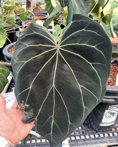 plant/BW/Michelle x self-3-thumbnail