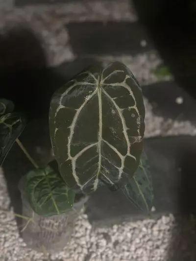 plant/Carlablackiae unknown origin-0-thumbnail